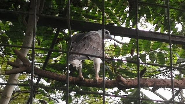 Crocolandia Foundation